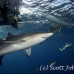 shark_silky_far_jar_h_0327_cub1612.jpg